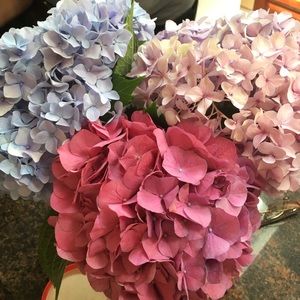 Meet your Posher, Michele